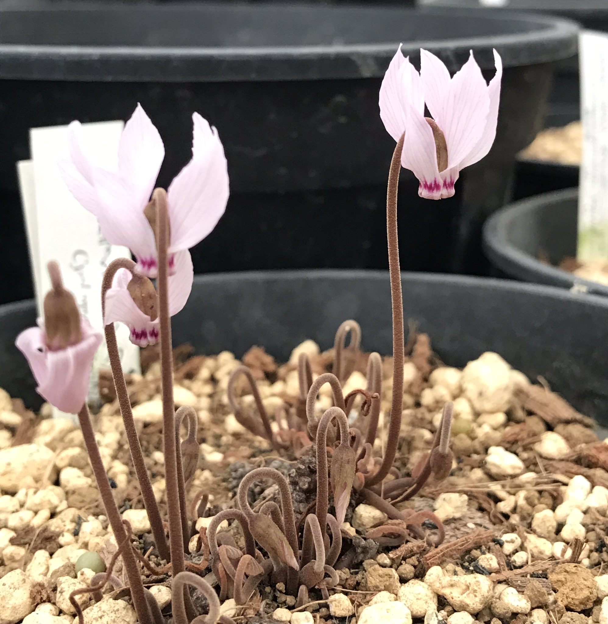 マギ シクラメン 横山園芸なう 原種シクラメン ミラビレ