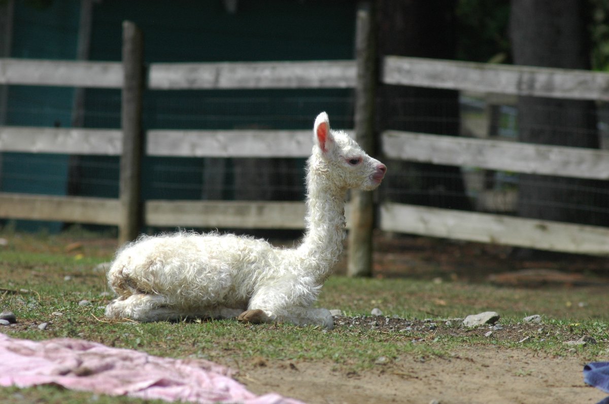 OldMillAlpacas's tweet photo. Some more photos of our newest arrival. Isn't she adorable?

#OldMillAlpacas #AlpacaOntario #DiscoverON #ExperienceKN #NorthumberlandT 
Photos by @GlaciersGlory https://t.co/STG97iRrWY