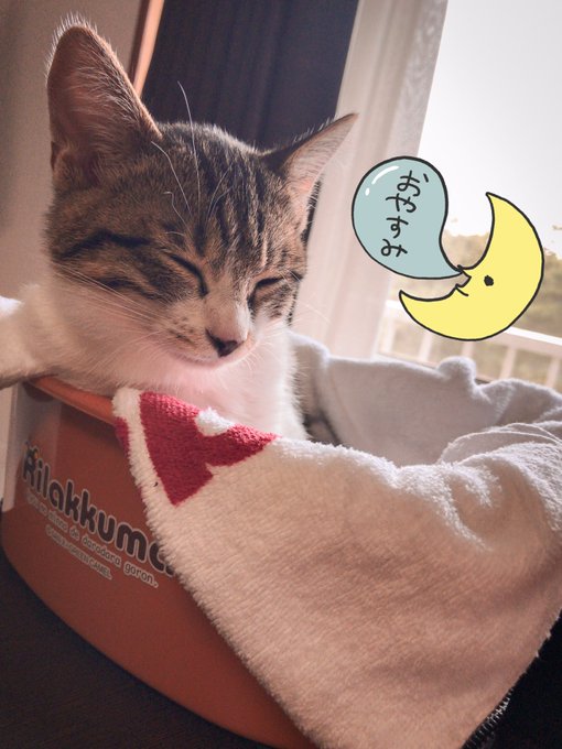 めっちゃ液タブの前でじゃましてきたけどやっと寝た🐈💤 