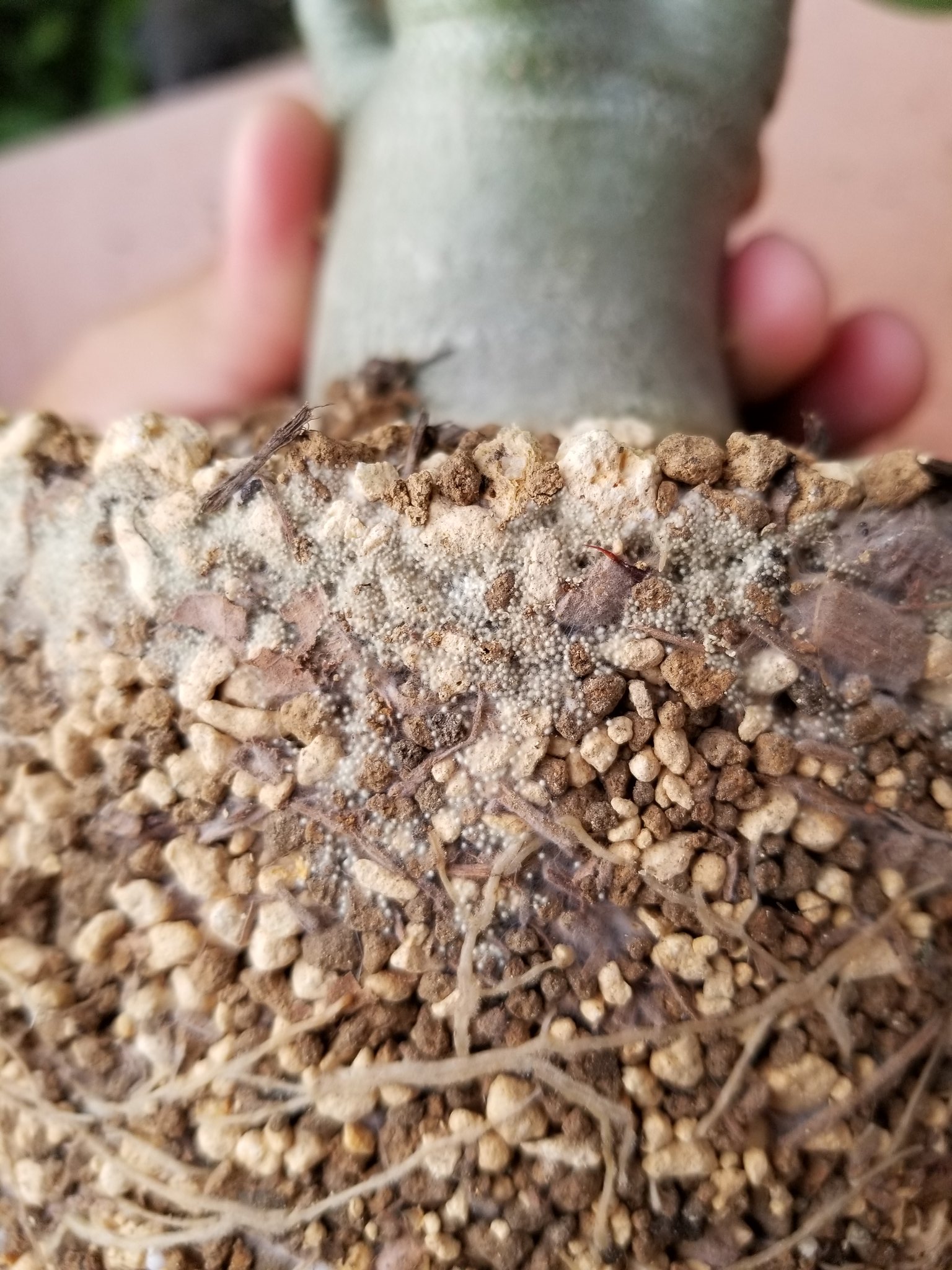 ひろきち うちの植物たちがこのカビに埋め尽くされているんですけど このカビの種類を知ってる人いませんか もし居たら御教授下さいm M T Co 36rlcaacuw Twitter