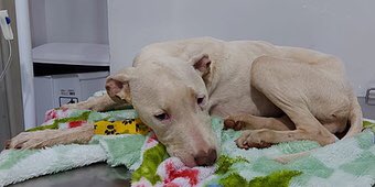 khristiano10's tweet photo. Gente a cachorra do meu amigo está com Gastroenterite hemorrágica severa e precisa operar, eles fizeram um vakinha pra pagar o tratamento, quem puder contribuiu eu fico grato, se não puder ajuda no rt!! 

https://t.co/ZR7il4Ya6P https://t.co/zOHhMHVkCD