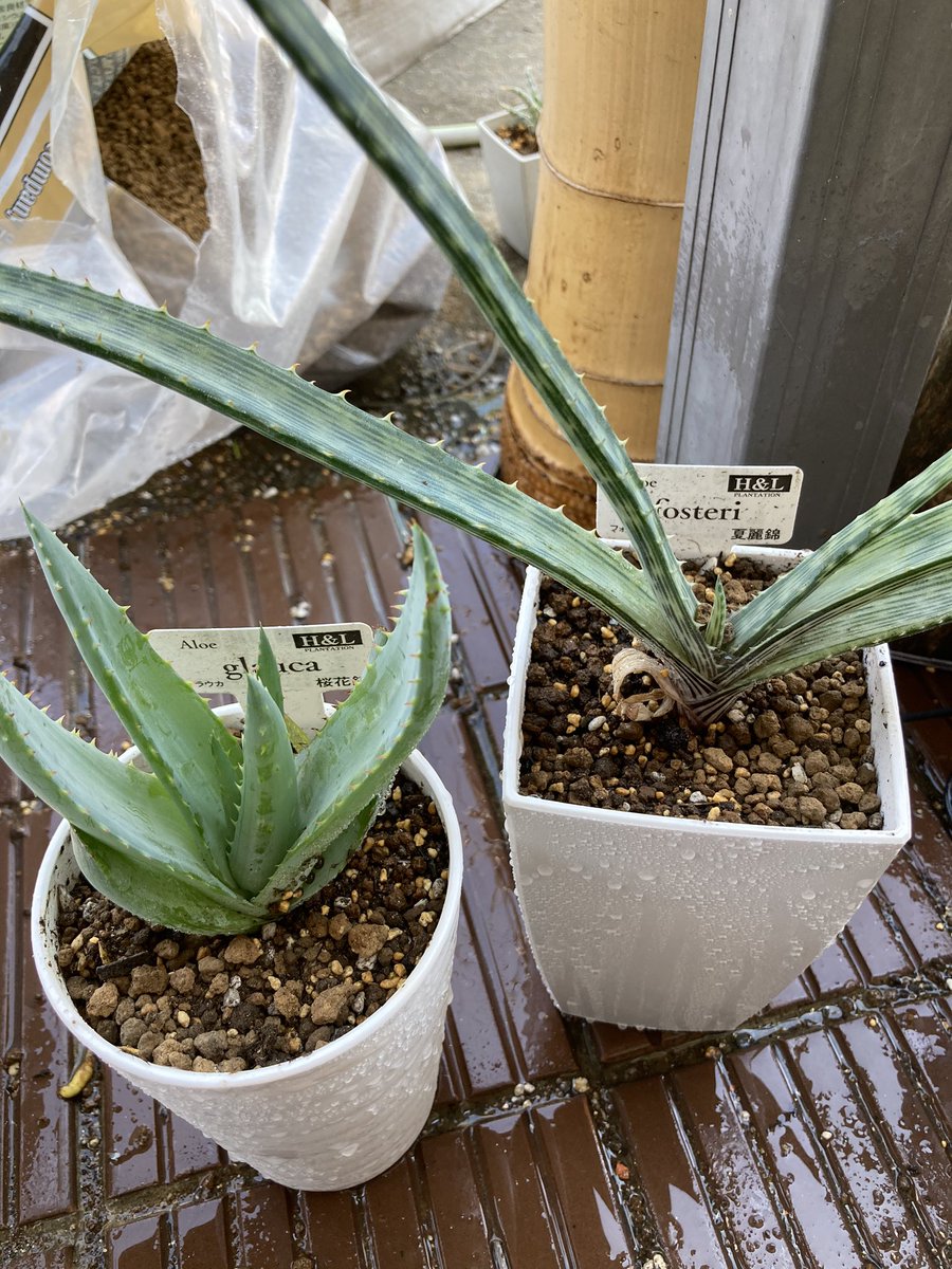 讃岐のジョン ナ ラン 紀州の 的な 植え替え こちらは私の独自のやり方ですw そこに鉢底石を入れ上から赤玉土を鉢底石が見えなくなるくらい入れます あとは用土ですが市販のアロエの土はなんか水捌けが悪いので 赤玉土4 鹿沼土2 アロエの土4 讃岐のジョン ナ ラン 紀州の 的な 植え替え こちらは私の独自のやり方ですw そこに鉢底石を入れ上から赤玉土を鉢底石が見えなくなるくらい入れます あとは用土ですが市販のアロエの土はなんか水捌けが悪いので 赤玉土4 鹿沼土2 アロエの土4