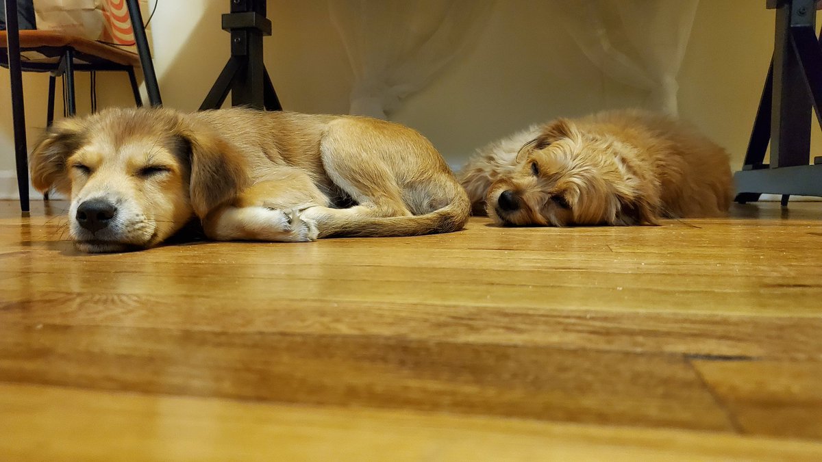 patsantomauro's tweet photo. Introducing the newest member of our family: Ozymandias aka Ozzie!!

He's only 2 months old and was abandoned in the mountains in Puerto Rico 🙁. Through a mutual friend who fostered him, we've welcomed him to our family!

Clementine has a new little brother! https://t.co/rArbAKfBaW