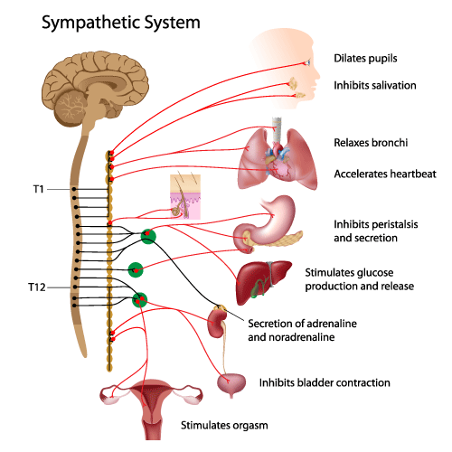 Anxiety attacks come from the sympathetic nervous system (fight or flight system) being overly stimulated.There are several points we can look at to see if our lifestyles are contributing to this nervous system being overwhelmed...