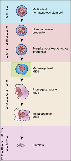6/The HSC progresses to a megakaryocyte (MK)/erythrocyte precursor then to a MK which flicks off pieces of its cytoplasm to create platelets that then leave the BM and go out into the bloodstream.TPO (Thrombopoietin) drives this maturation process.