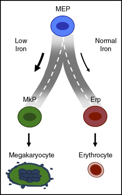 11/But how does MK growth happen?In a paper (which was a plenary session at  @ASH_hematology ), Xavier et al looked at both mouse and human cell models for iron deficiency and found iron deficiency caused MK/erythrocyte precursors to preferentially develop into MKs.