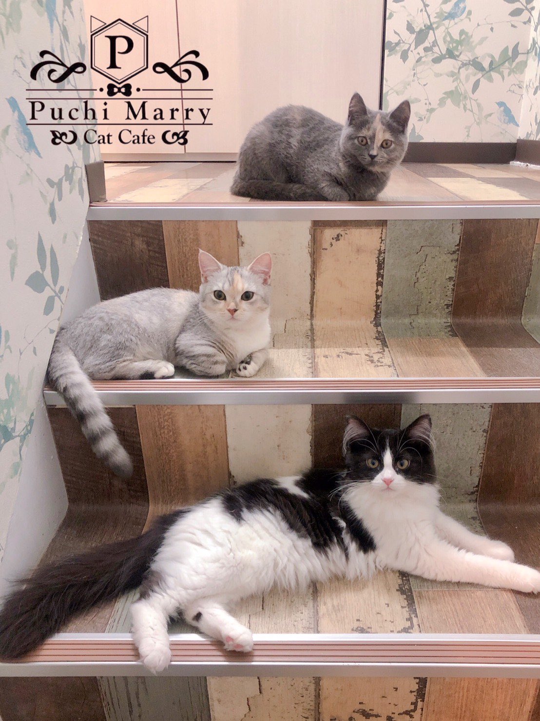 猫カフェぷちまりー Puchi Marry 名古屋大須店です 入口の扉を開くととってもかわいい猫階段が フィガロちゃん ひまわりちゃん メルちゃんもお客様をお待ちしておりますよ 是非大須店へ 名古屋大須店営業時間 11 00 21 00 最終