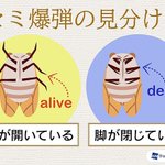 これからの時期に知っておくべき？「セミファイナル」の見分け方!