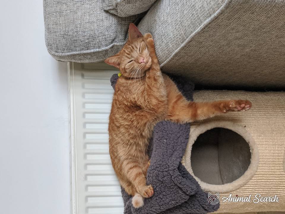 Moggies On the Run tweet media