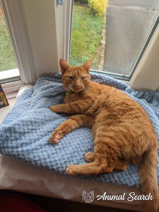 Moggies On the Run tweet media