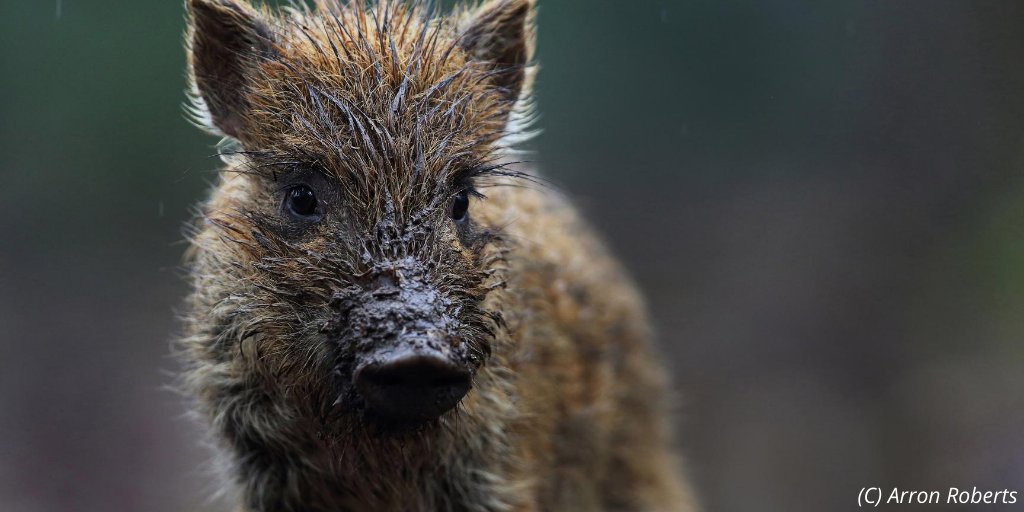 #MammalMonday is back! We're ending August with the #WildBoar Sus scrofa Populations of this species have appeared in a number of locations in Britain, the 2 best-known ones are on the Kent-Sussex border & the Forest of Dean. There's also at least 1 population in Scotland