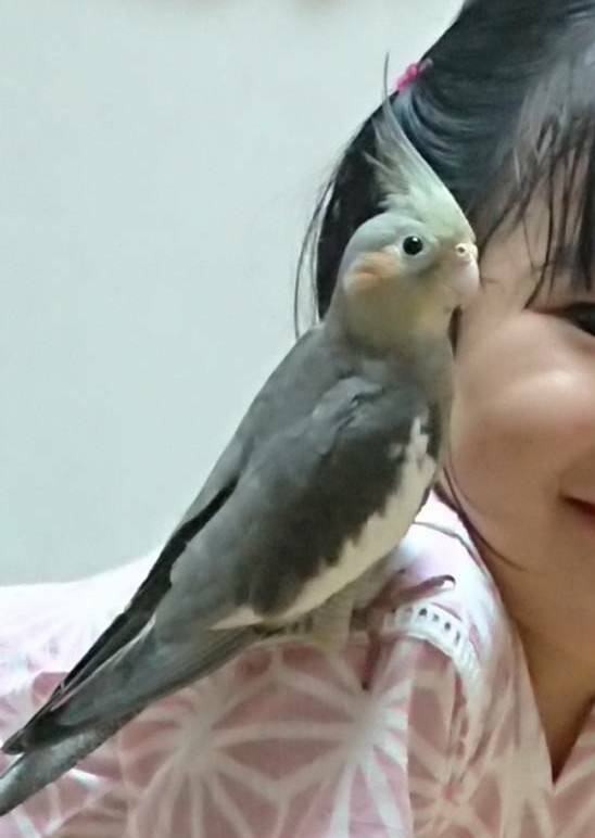 mOri2aYa's tweet photo. 🦜探しています🦜：#オカメインコ
伯父の大切なインコが迷子になりました。もし似た鳥を見た方いましたらご連絡ください！よろしくお願いします。

［名前］コーちゃん♂［特徴］2カ月でまだ小さい［地域］神奈川県逗子市［迷子になった日］2020/8/24［おしゃべり］ビスッビスッ #迷い鳥 #迷子鳥 #逗子 https://t.co/vcYdGwiNM1