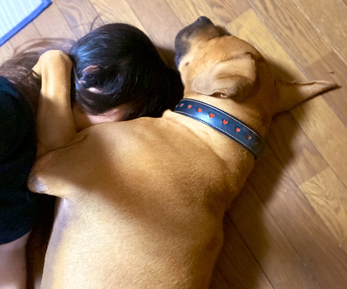 ジョーは犬 猫と添い遂げる家を買いリフォーム中 普段あんまり犬の大きさについて言わないのですが 超大型犬と寝ると 獣人の恋人とアタシ みたいなシチュエーションを楽しめます