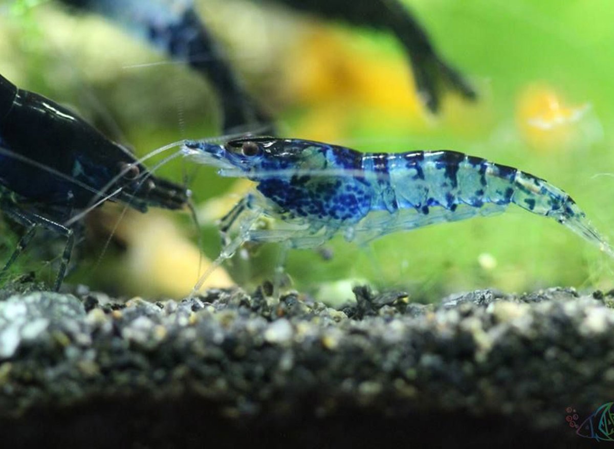 myGoldFishShop's tweet photo. Друзья, #гуппи девяти окрасов, рыбка Гастромизон, #улитка Кролик Жёлтая точка, #Креветка Рили синий карбон  - снова у нас в продаже!
https://t.co/G59dylbhak
#карантиннаябаза #золотаярыбка #mygoldfish #аквариумныерыбки #аквариумныерастения #живородящие #аквариумныеулитки https://t.co/pazY1h2min