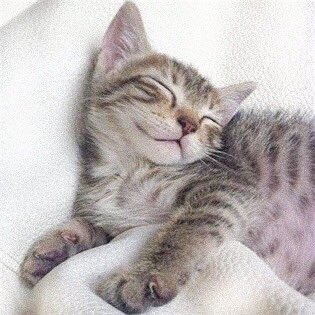 [♡] — louis tomlinson as kittens; a thread.