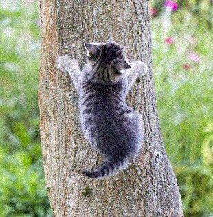 [♡] — louis tomlinson as kittens; a thread.