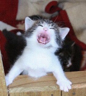 [♡] — louis tomlinson as kittens; a thread.