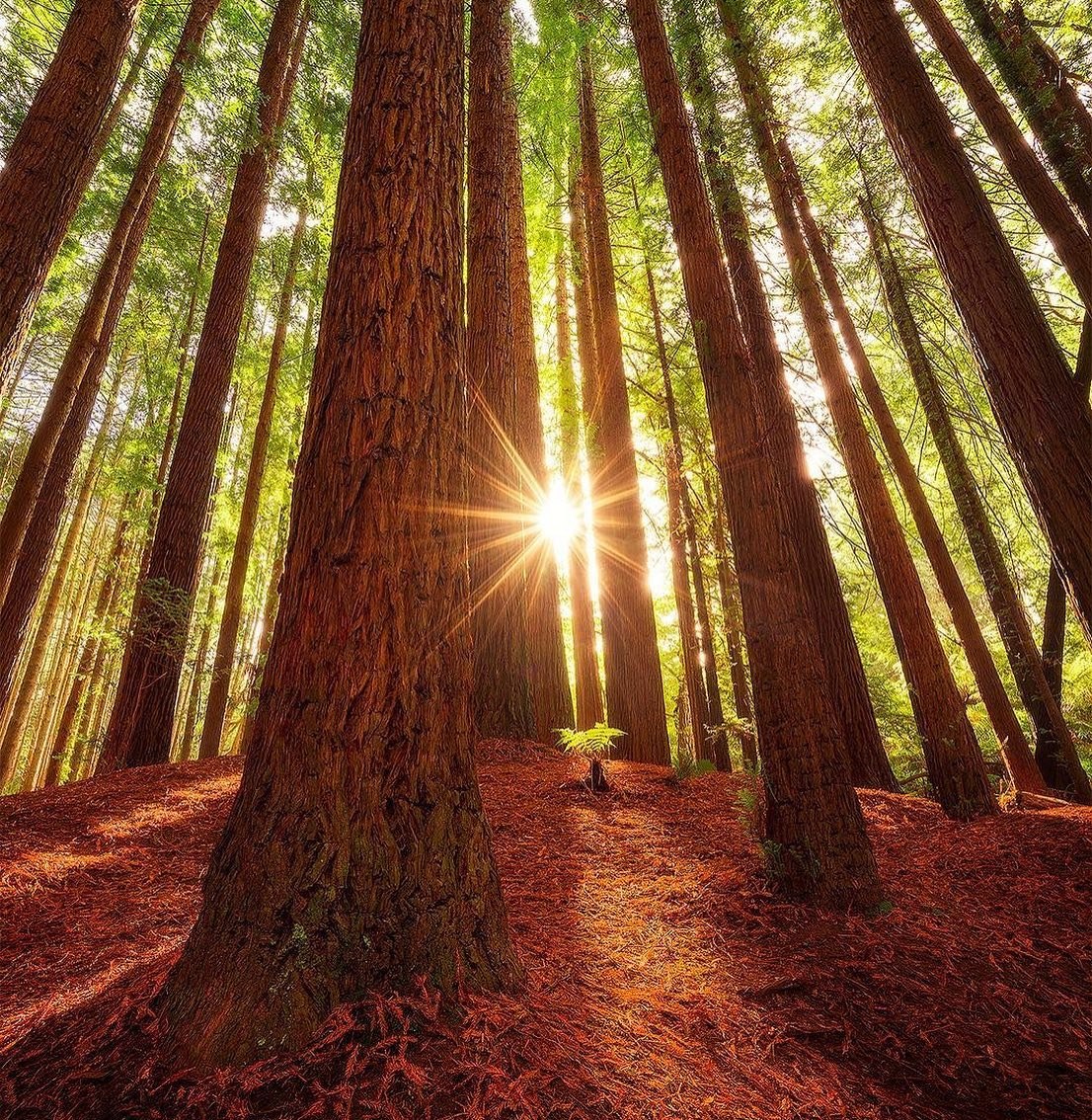 Prickly Moses (@pricklymoses) on Twitter photo Dream away at the California Redwoods in the Great Otway National Park, home of Prickly Moses🌿🙌🍻 📸 by @samabellcreative Dream away at the California Redwoods in the Great Otway National Park, home of Prickly Moses🌿🙌🍻 📸 by @samabellcreative