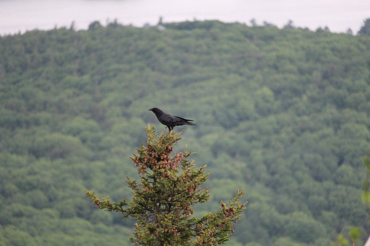 waywardxphotos's tweet photo. I feel special when ravens decide to watch me while I hike
#ravens #birds #nature #animals #NewHampshire #mountmajor https://t.co/EZGEsmcCtw