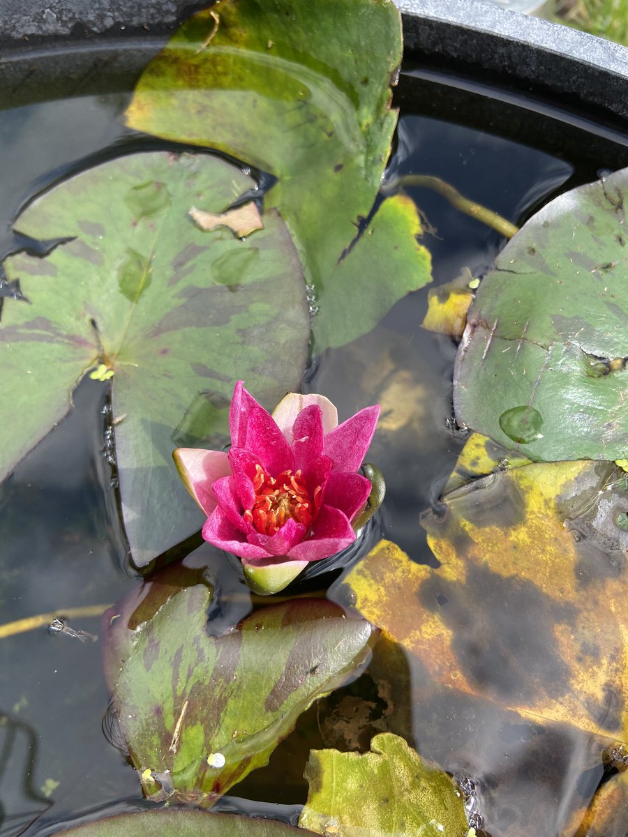 AnnieDJO's tweet photo. I love nature. Water lily, rose and a bendy sunflower 🌻. At home 💖 https://t.co/o2uZXTxp8X