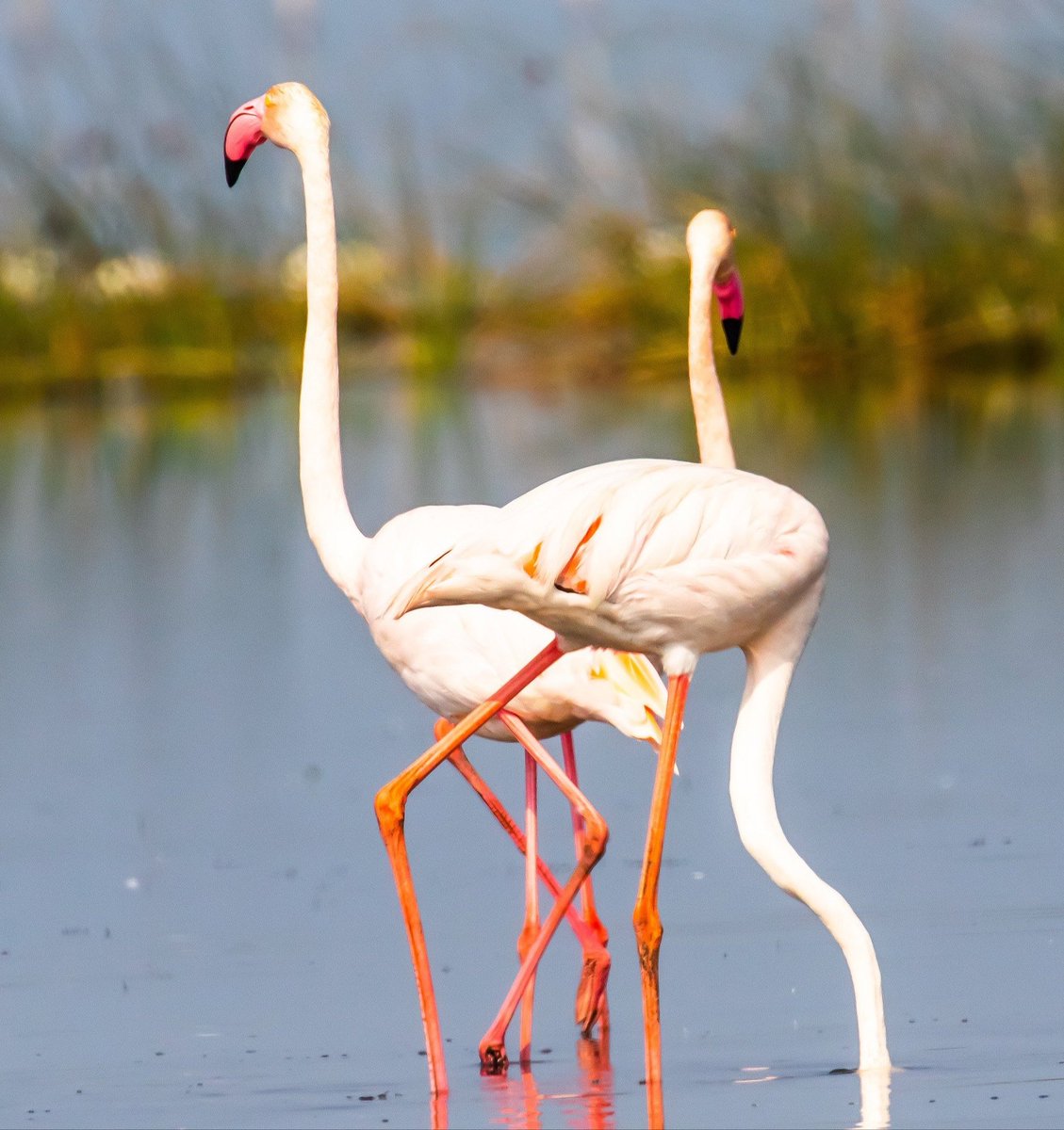 Mitu_2013's tweet photo. #Flemingos are monogamous by nature, and only lay around one egg per year.
➡It takes flamingos about three years to get their pink and red feathers.
➡Flamingos=water birds.They live in and around lagoons or lakes.
@ForestDeptt https://t.co/0it4vNl5T6