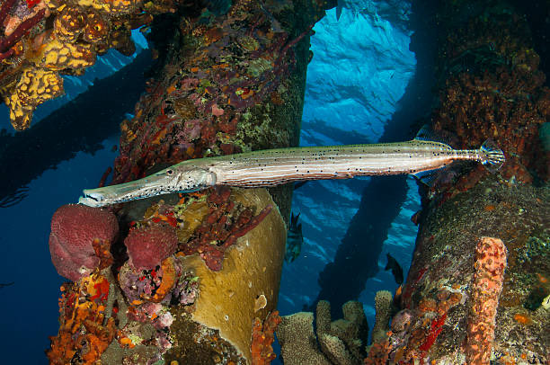  @naima Trumpetfish