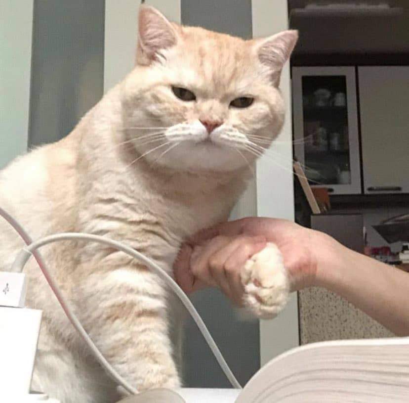 ขอเชคแฮนด์หน่อยควัฟ