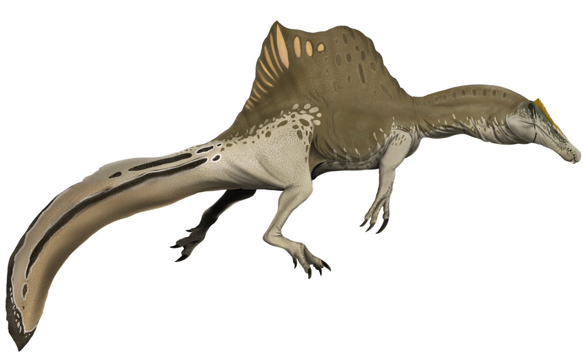 91. Our final theropod for  #TheSummerOfTheropods,  #Spinosaurus (spine lizard), a large spinosaurid from the Cretaceous Period of North Africa, and arguably the most enigmatic theropod. Similar to the last two theropods, this’ll be a long thread. Art by Gustavo Monroy-Becerril