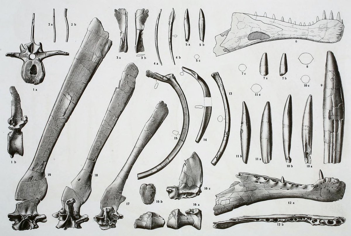 Despite being incomplete, the original material of Spinosaurus consisted of the dentaries, teeth, cervical vertebrae, dorsal vertebrae, sacral vertebrae, caudal vertebra, thoracic ribs, and gastralia.