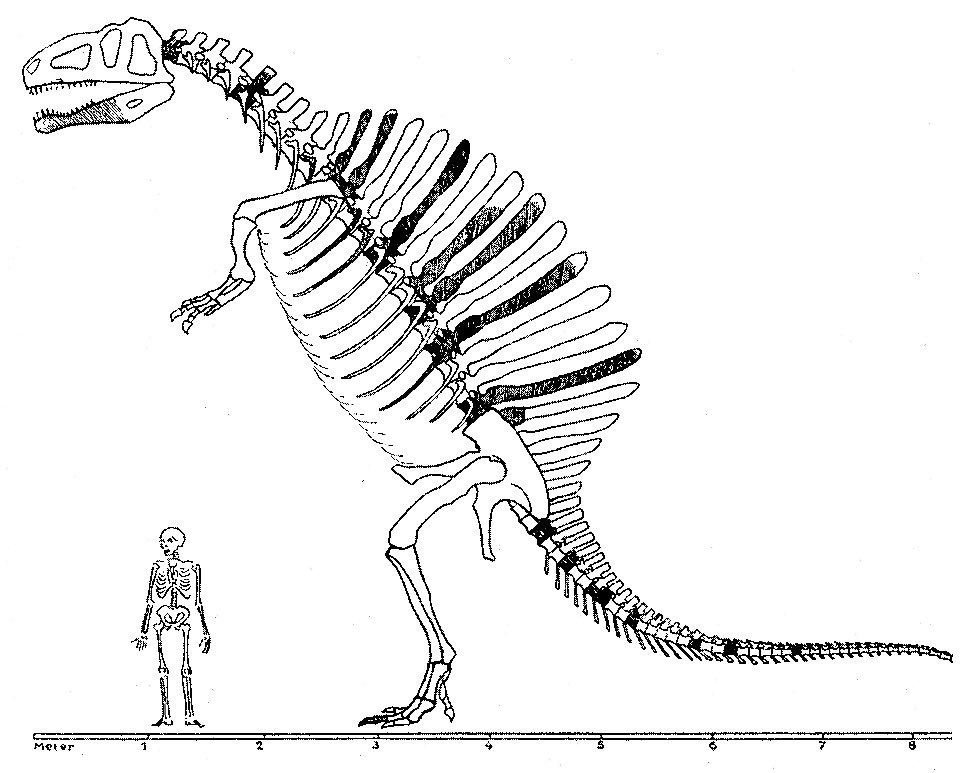 Originally Spinosaurus was depicted with a typical Tyrannosaurus-like head, in an upright kangaroo posture along with the sail on its back. Skull bones belonging to Spinosaurus later showed that it more resembled Baryonyx, as opposed to having deep, boxy skull.