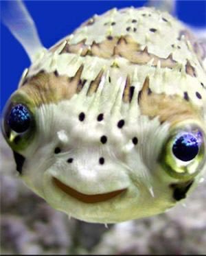  @LawATX Pufferfish