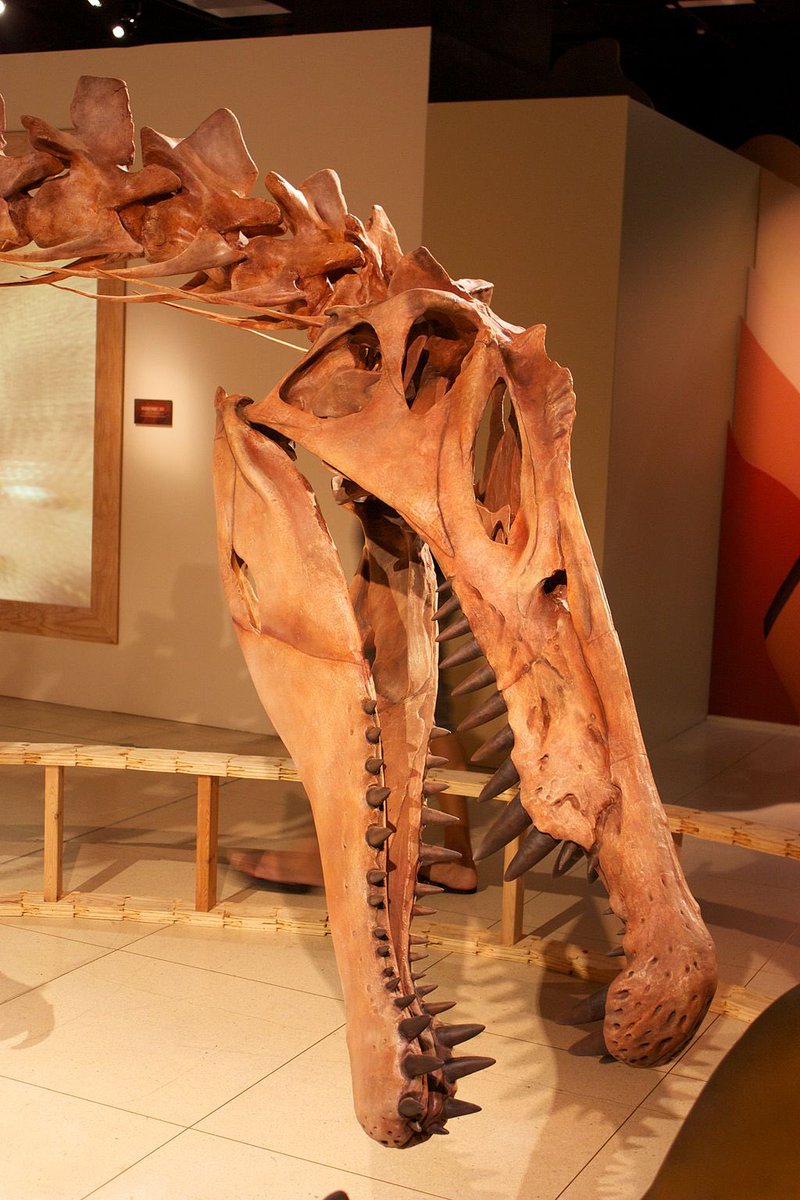 Spinosaurus’ skull was 1.75 meters (5.7 ft) long, with a long, narrow snout filled with straight conical teeth that lacked serrations. The skull and teeth of Spinosaurus suggested that it was piscivorous and had a diet consisting of fish, but may have fed on other animals.