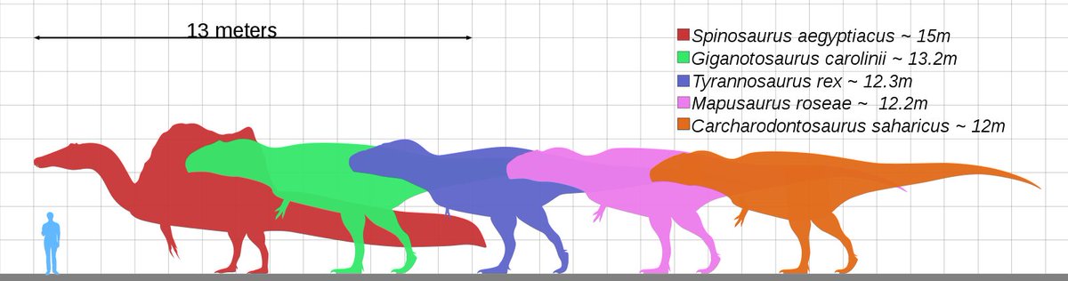 More material revealed Spinosaurus as the largest among all known carnivorous dinosaurs nearly as large as or even larger than Tyrannosaurus, Giganotosaurus and Carcharodontosaurus. Estimates suggested that it was between 12.6–18 meters (41–59 ft) in length and 7 tons in weight.