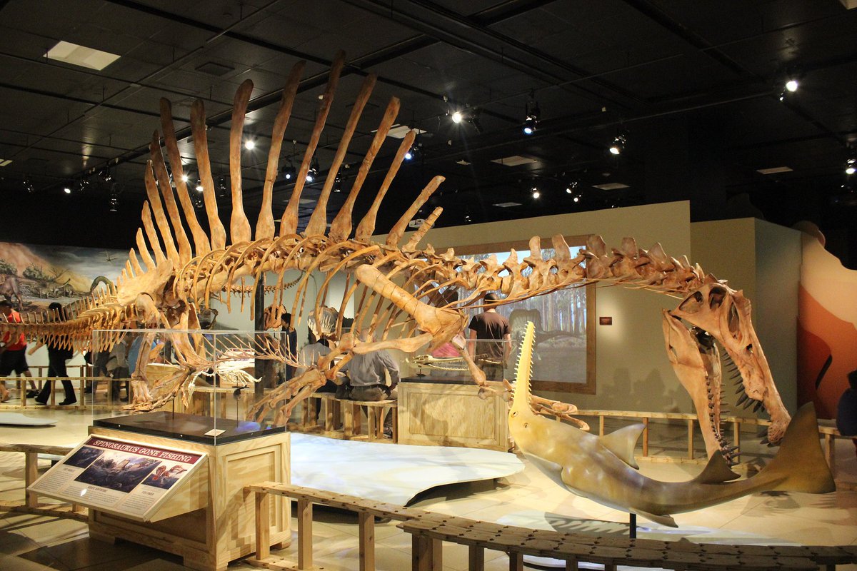 These were the two most discernible features of Spinosaurus, prior to the 2014 and 2020 study. In 2014 and 2020, Spinosaurus received a “makeover”.
