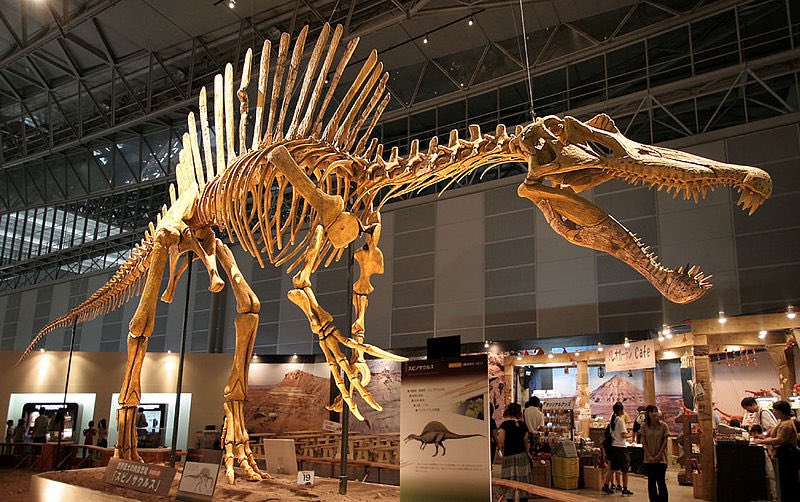 These were the two most discernible features of Spinosaurus, prior to the 2014 and 2020 study. In 2014 and 2020, Spinosaurus received a “makeover”.