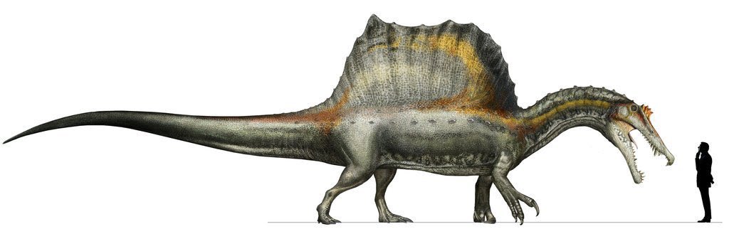 In 2014, Spinosaurus' hip bones were reduced, and the legs were very short in proportion to the body, suggesting that it was poorly adapted for bipedal terrestrial locomotion and may have been an obligate quadruped on land. Art by Davide Bonadonna