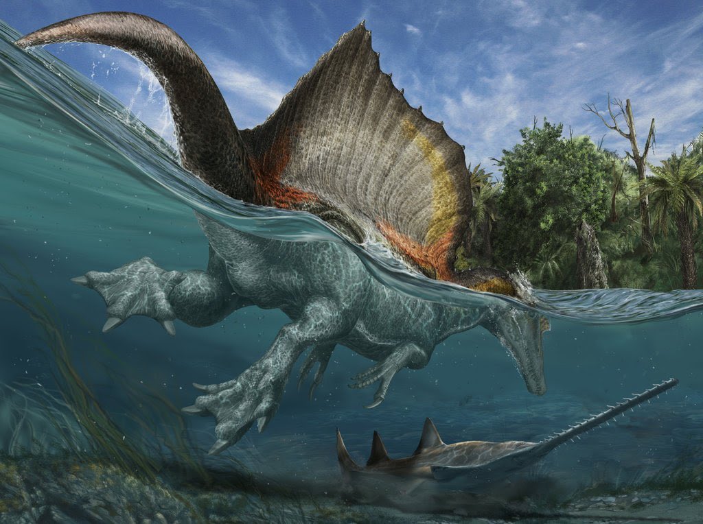 In addition, Spinosaurus may have been adapted to a semi-aquatic lifestyle. Art by Davide Bonadonna