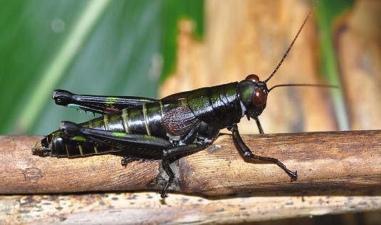 佐々木剛 話題の黒バッタほどではないものの やや黒フキバッタ ブラックとかｒｘとか言ってくれるのは みな同世代