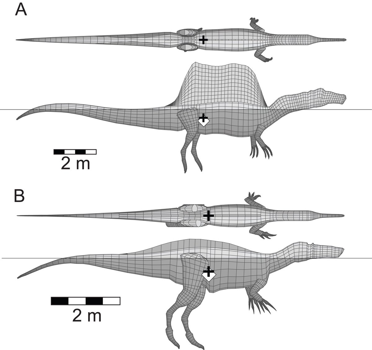 This depiction of Spinosaurus, however, has been met with skepticism as it may have been unable to dive and completely submerge itself underwater. Image from a 2018 study by Donald Henderson of  @RoyalTyrrell.