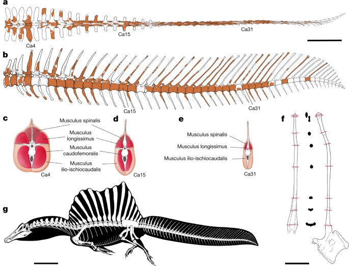 In 2020, recent studies have refuted the skepticism where Spinosaurus’ tail vertebrae had elongated neural spines and chevrons where it would have resembled an eel’s tail indicating that Spinosaurus was able to swim in a similar manner to modern crocodilians.