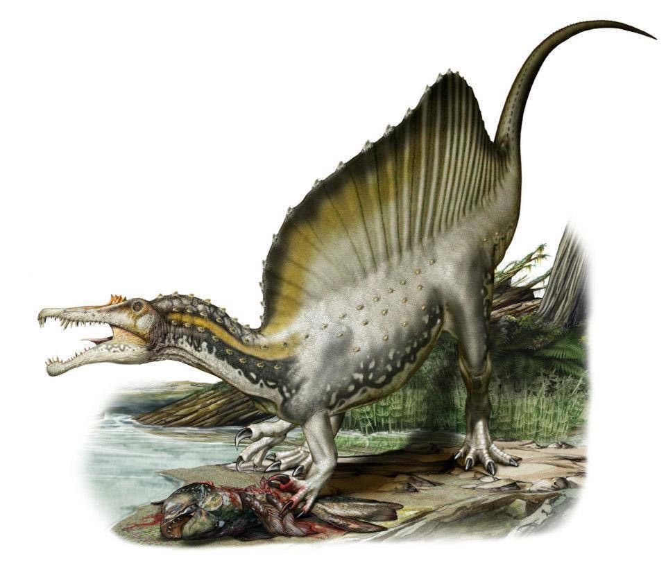 Spinosaurus lived in a shoreline environment with tidal flats and channels, possibly living in mangrove forests. Art by Davide Bonadonna.