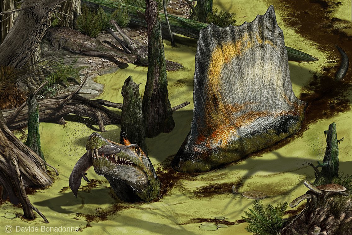 It also lived alongside alongside similarly large dinosaurian predators Bahariasaurus and Carcharodontosaurus, the titanosaur sauropods Paralititan and Aegyptosaurus, crocodylomorphs, bony and cartilaginous fish, turtles, lizards, and plesiosaurs. Artwork by Davide Bonadonna.