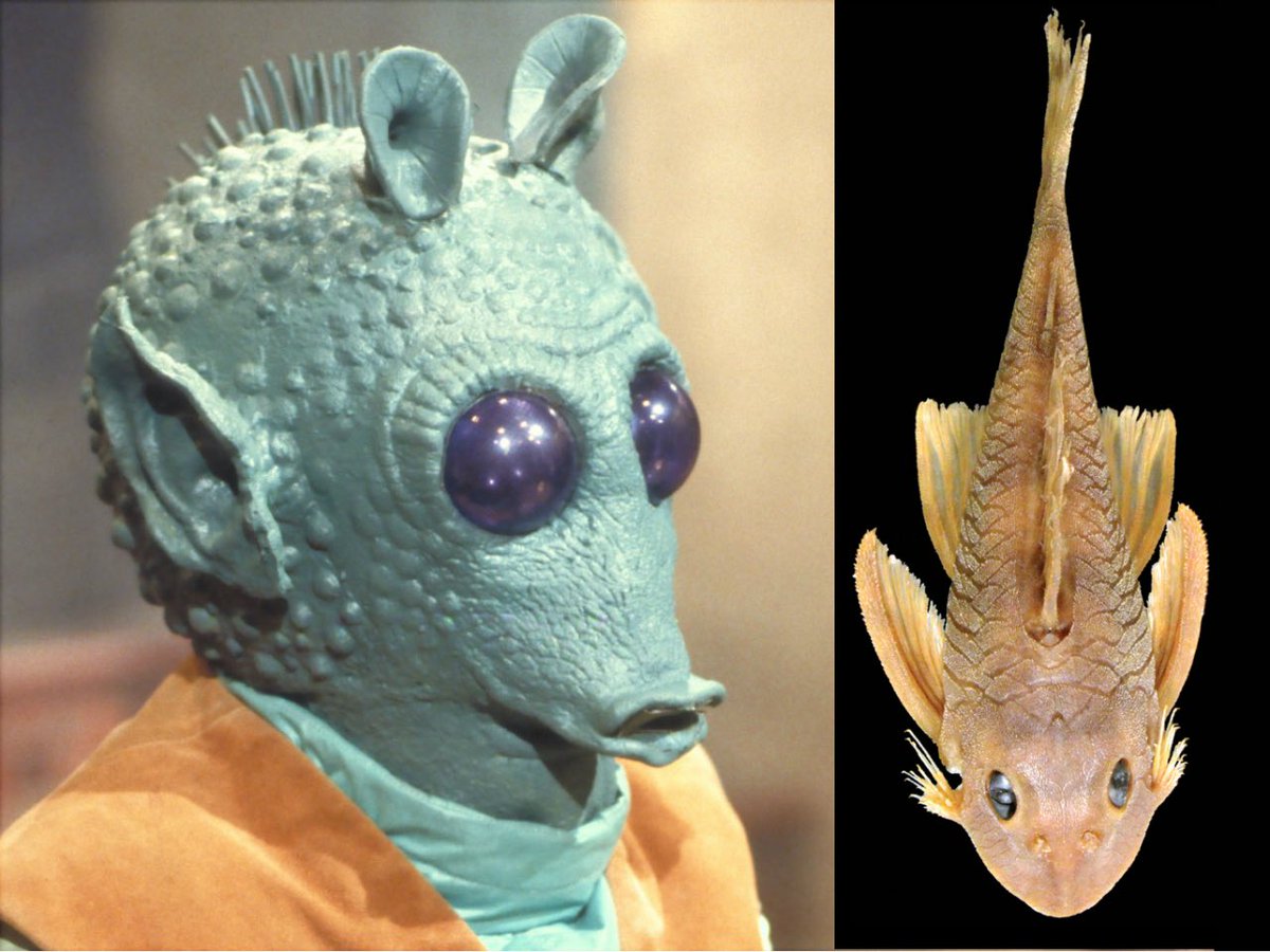  @YNB For a Star Wars fan. Suckermouth armored catfish. Scientific name: Peckoltia greedoi
