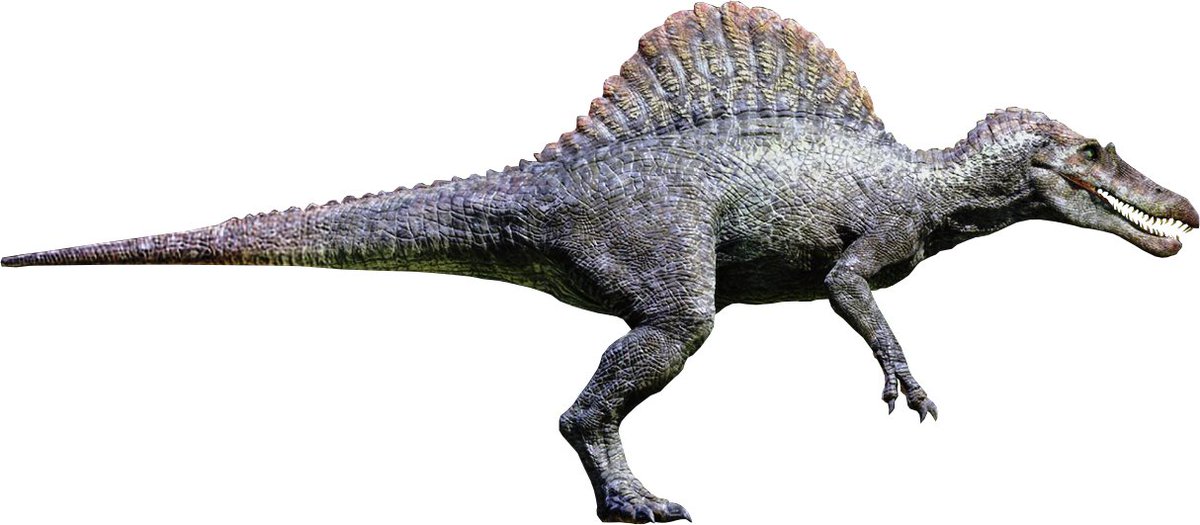 As for popular culture, Spinosaurus’ main appearance was in the film Jurassic Park III as the main villain of the film and was prominently featured fighting and killing the Tyrannosaurus, thus leading to numerous “versus matchups” between Spinosaurus and Tyrannosaurus.