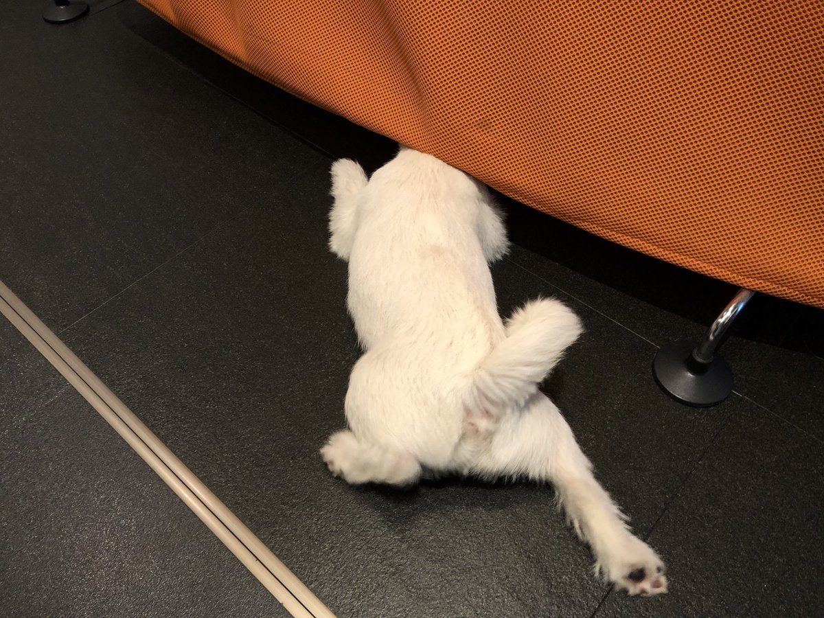 狭いところが好き 狭いところが好き