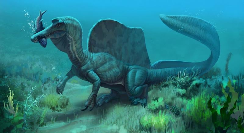 Despite the constantly changing appearance, Spinosaurus has remained a very popular theropod and dinosaur, and a perfect way to end off  #TheSummerOfTheropods. Art by MALvit.