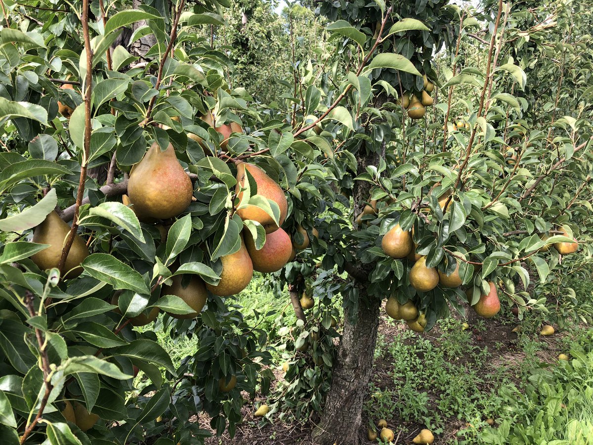 lambrecht_jo's tweet photo. Full pear harvest season now @VeilingBelOrta #durondeau #conference #doyennedecomice #migo .... https://t.co/eBtNm1iOsg
