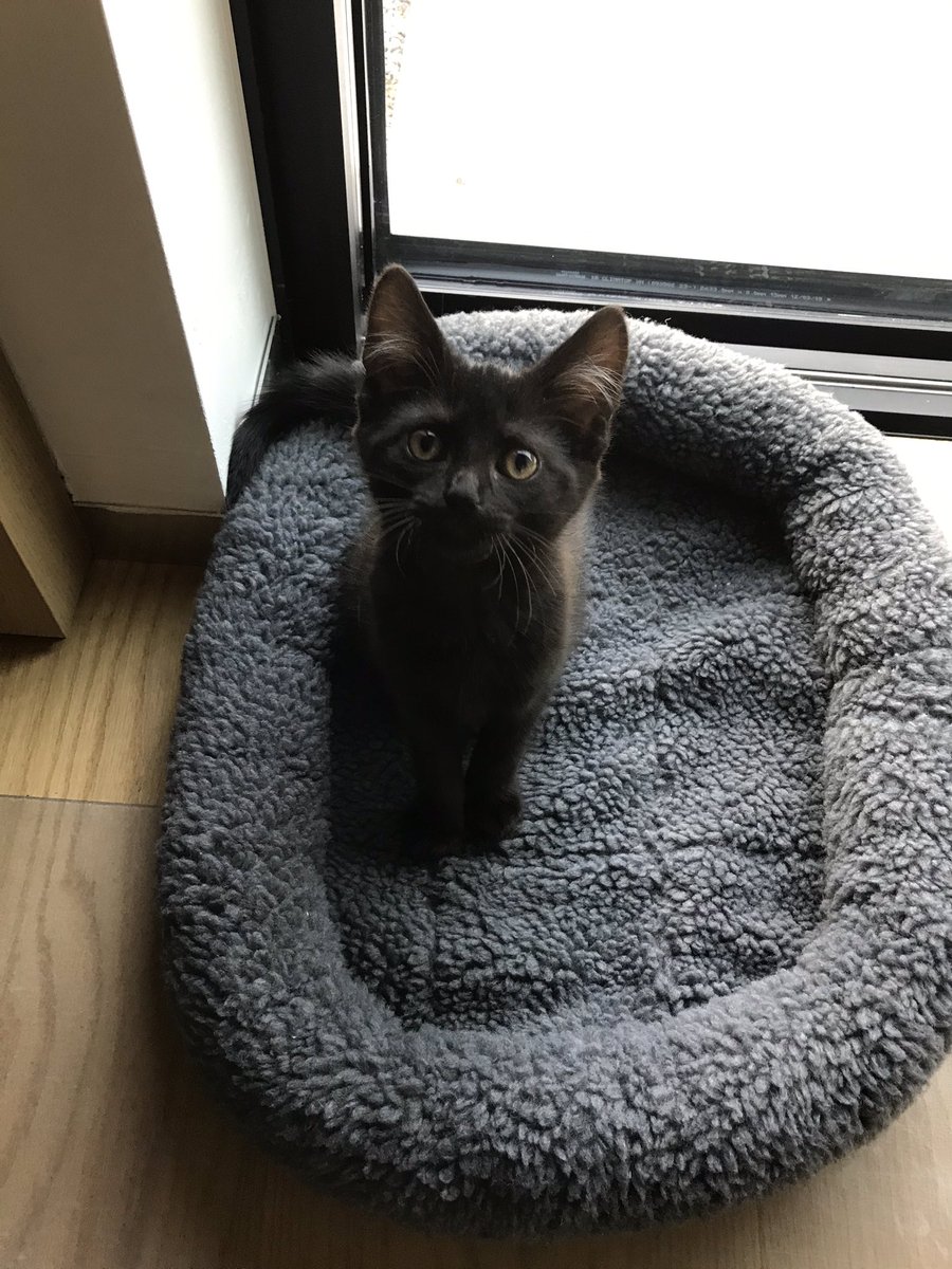 Er is een nieuwe collega in het home office... 🥰