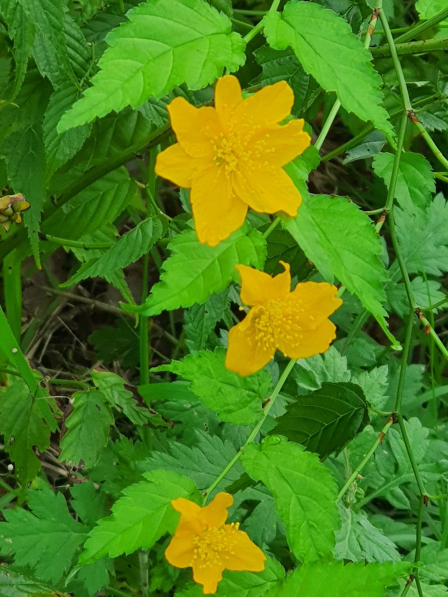 개마고원 화전민 (@ahs2352) on Twitter photo 