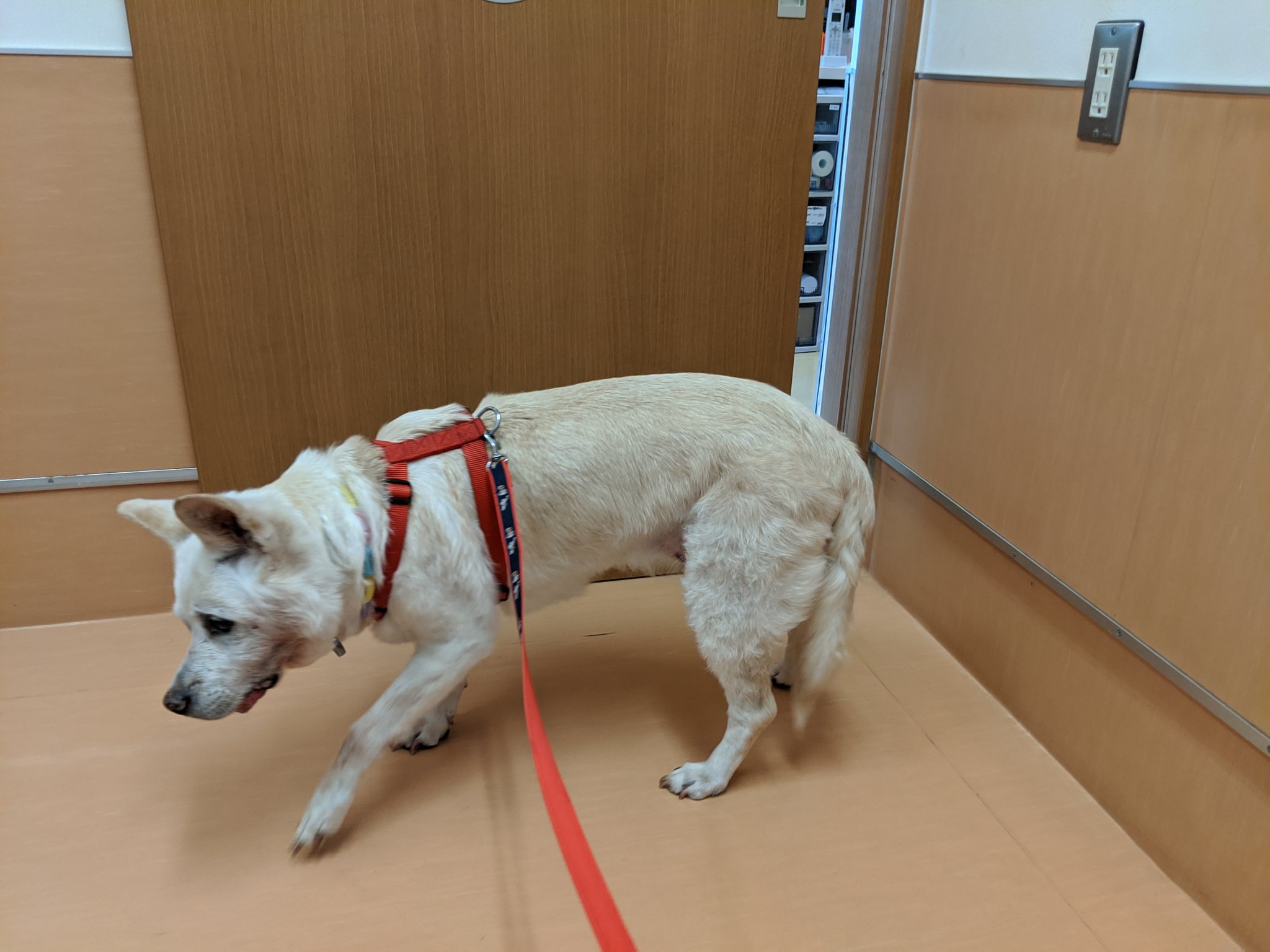 みほ Hokuto Club 病院 終了 診察と外陰部の洗浄 止血剤はアドナに再変更 バキソと整腸薬は継続 体重17 4kg 700g減 悪性腫瘍 秘密結社雑種犬倶楽部 秘密結社老犬倶楽部 T Co Daknqsb3ti Twitter